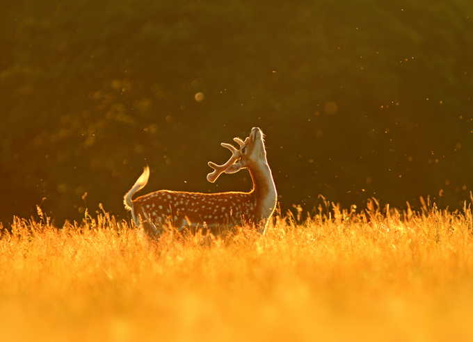 backlit-photography