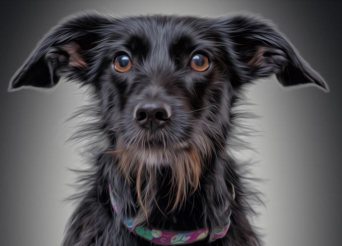 pet-photography