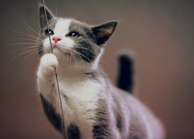 pet-photography
