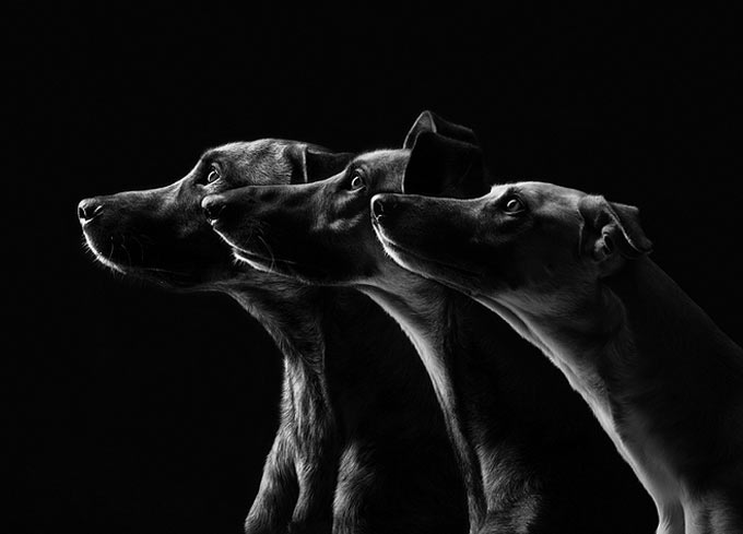 pet-photography