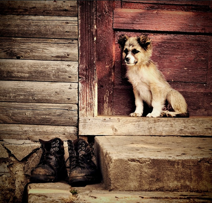 pet-photography