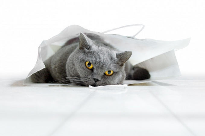 pet-photography