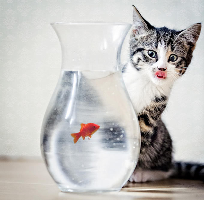 pet-photography