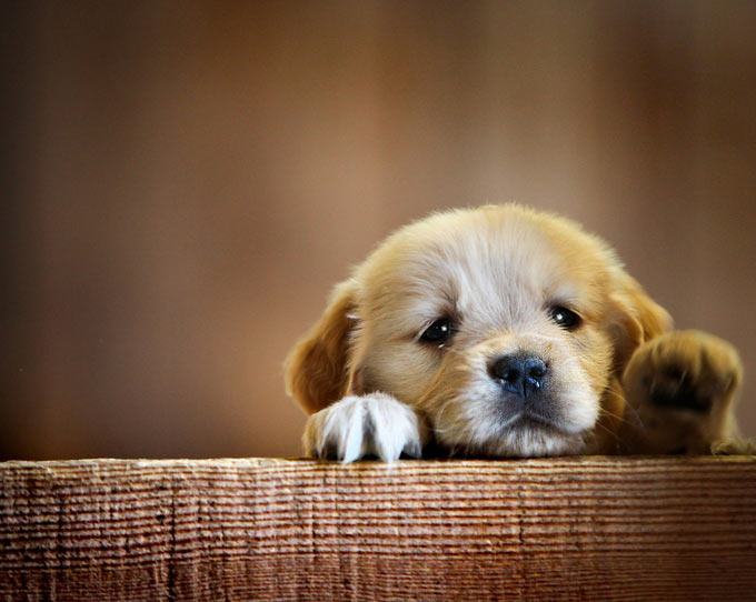 pet-photography